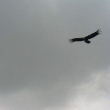 El Condor, the biggest raptor of our world